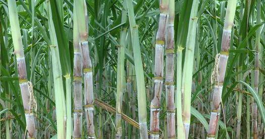 利用甘蔗創(chuàng)業(yè)致富的十幾個項目思路