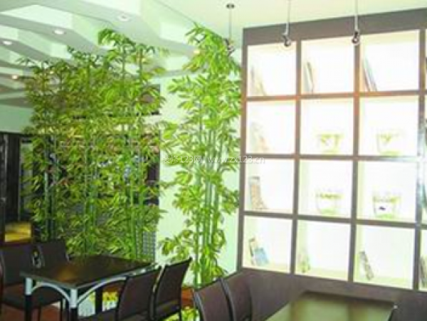 室內擺放什么植物好