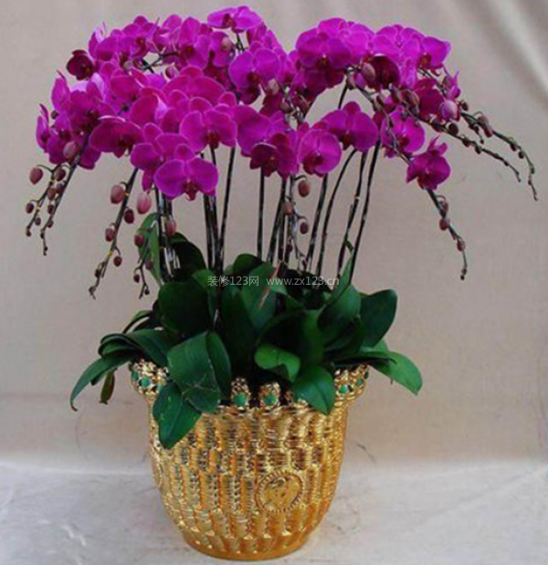 室內(nèi)裝飾植物