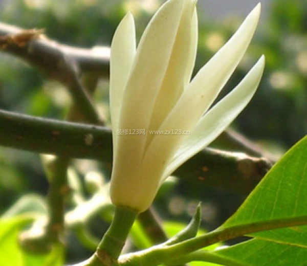 室內(nèi)裝飾植物