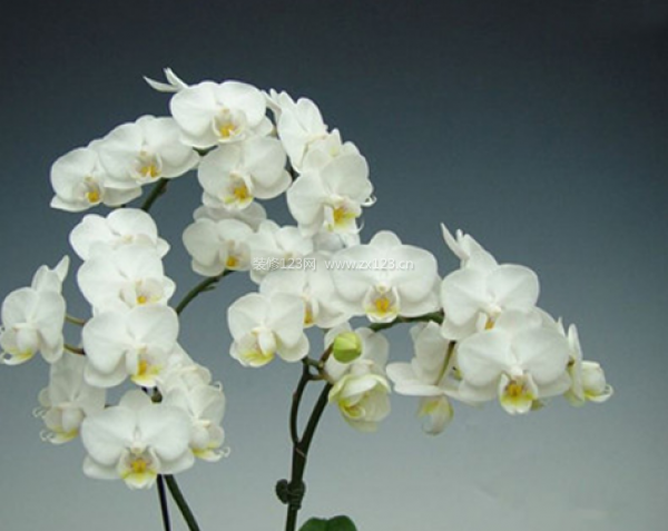 室內(nèi)裝飾植物