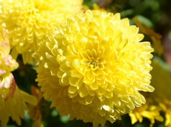 室內(nèi)裝飾植物