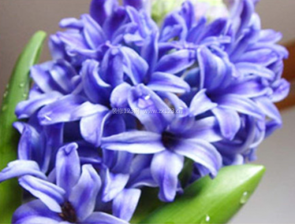 室內(nèi)裝飾植物