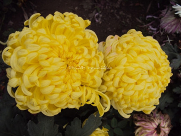 室內(nèi)裝飾植物