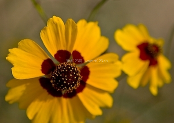 室內(nèi)裝飾植物