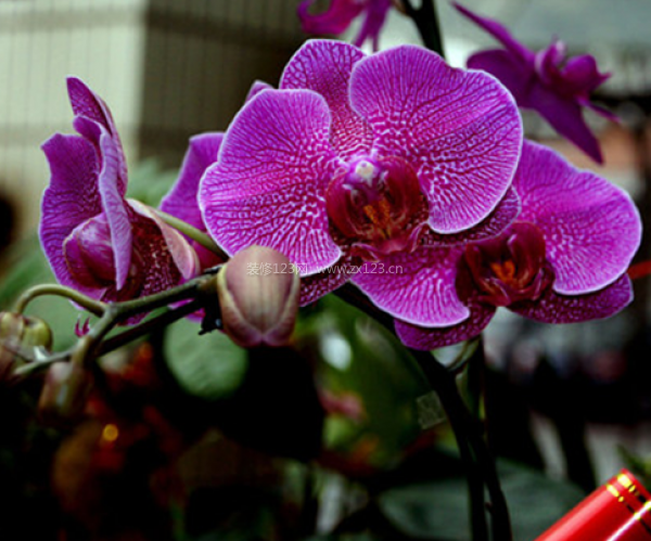 室內(nèi)裝飾植物