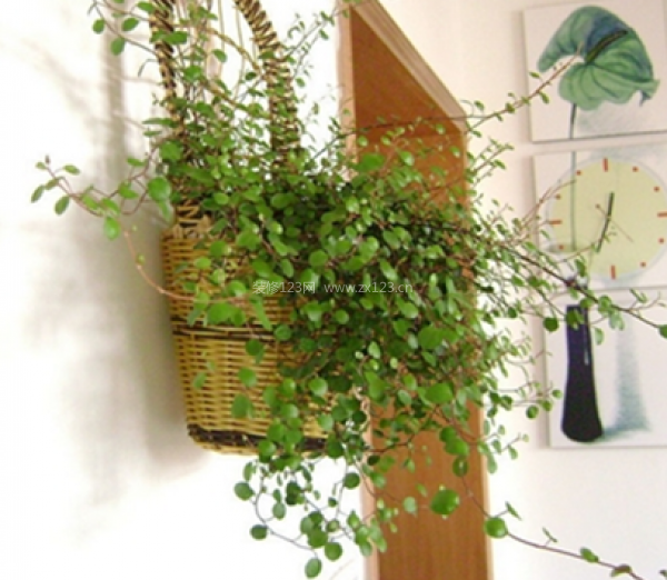 室內(nèi)裝飾植物