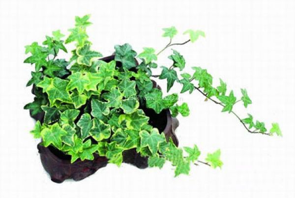 室內(nèi)裝飾植物