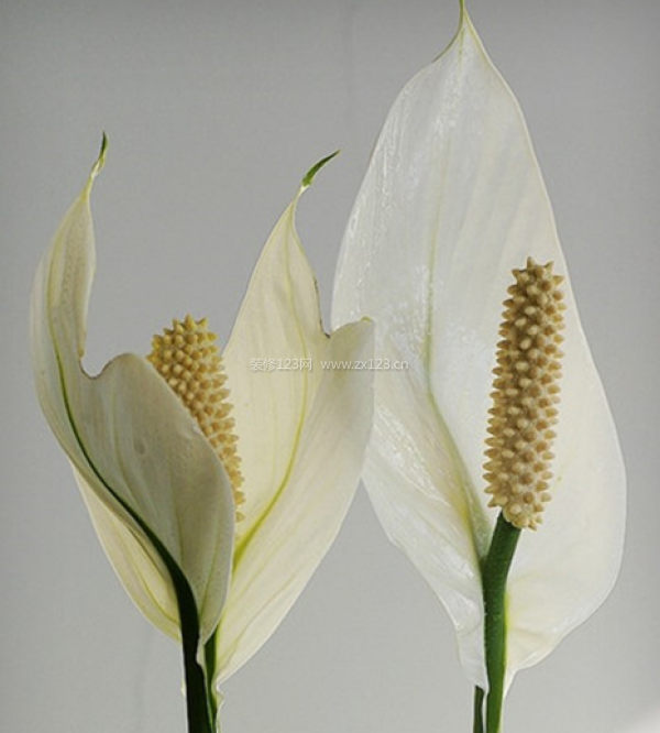 室內(nèi)裝飾植物