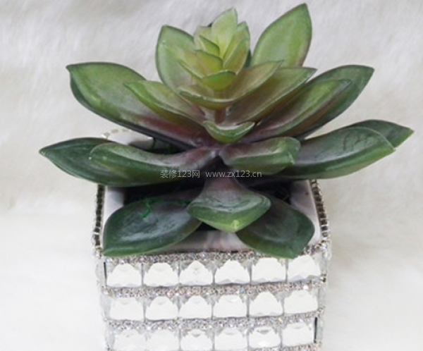 室內(nèi)裝飾植物