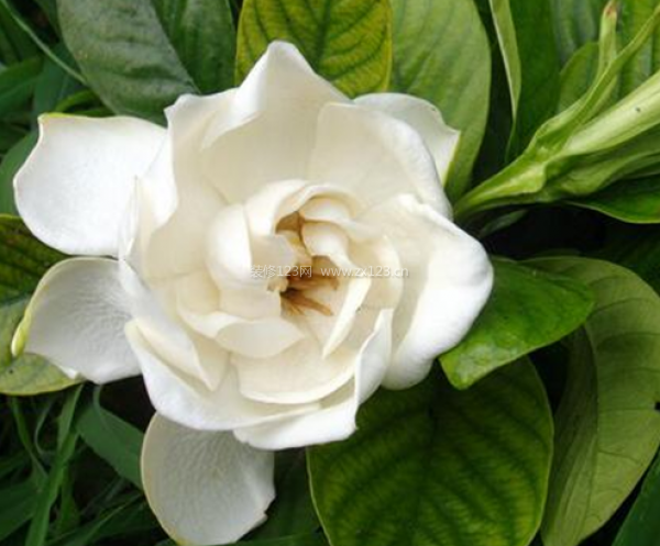 室內(nèi)裝飾植物