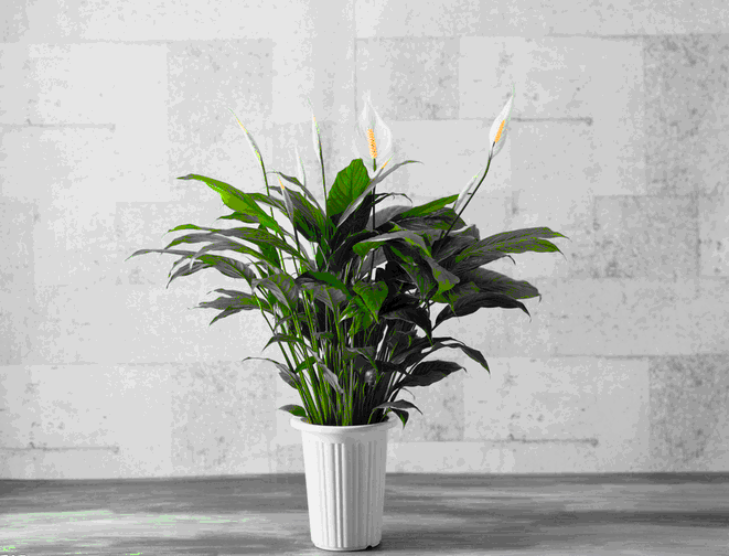 室內(nèi)裝飾植物