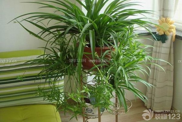 新裝修房子放吊蘭