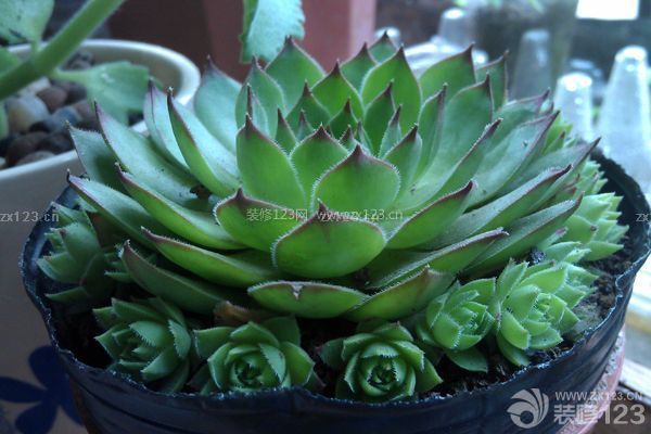 多肉觀(guān)音蓮的養(yǎng)殖方法