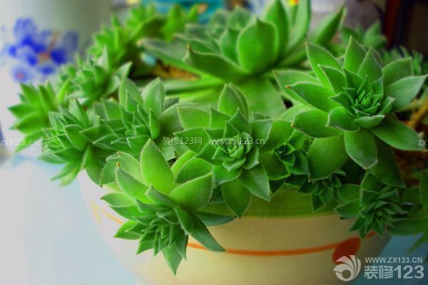多肉觀(guān)音蓮的養(yǎng)殖方法