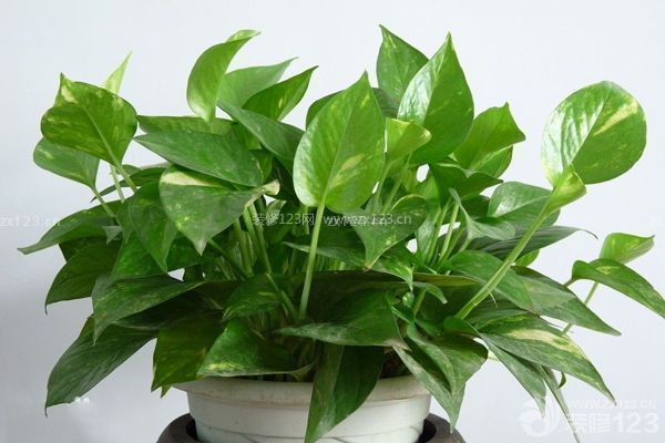 新裝修房子放什么植物5：綠蘿