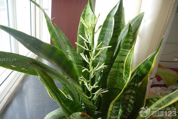 新房裝修凈化空氣植物之虎皮蘭