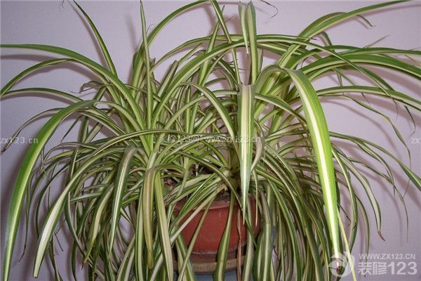 新房裝修凈化空氣植物之吊蘭