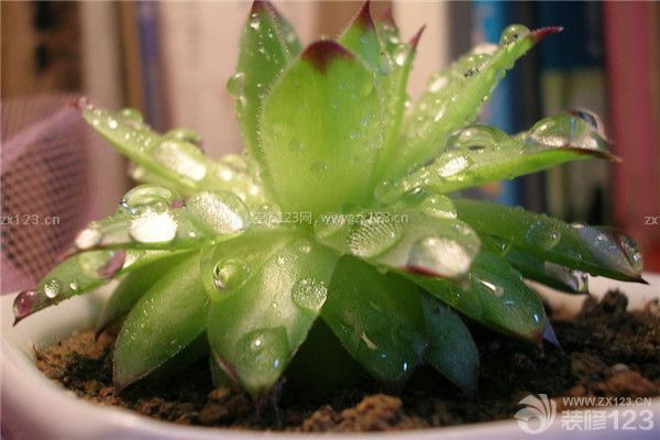 重慶新房裝修除味